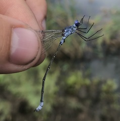 Lestes macrostigma