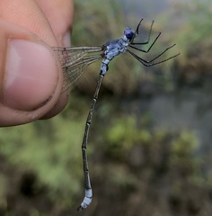 Lestes macrostigma
