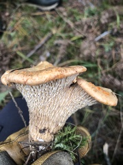 Turbinellus floccosus