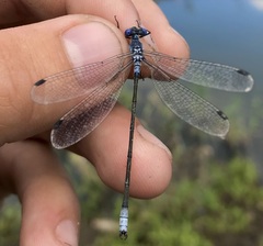 Lestes macrostigma