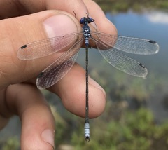 Lestes macrostigma