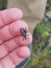 Rhynocoris annulatus