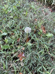 Taraxacum officinale