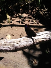 Morpho