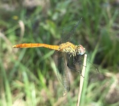 Sympetrum tibiale