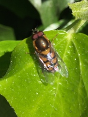 Syrphus octomaculatus
