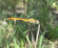 Sympetrum tibiale