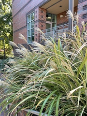 Miscanthus