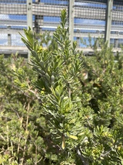 Suriana maritima