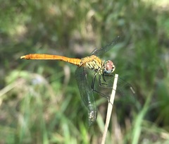 Sympetrum tibiale