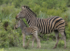 Equus quagga chapmani