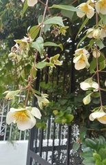 Philadelphus mexicanus