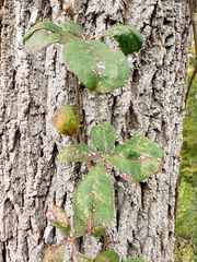 Parthenocissus