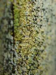 Chaenotheca chrysocephala