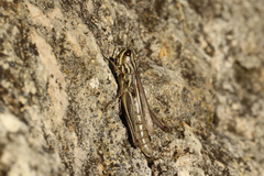 Euchorthippus declivus