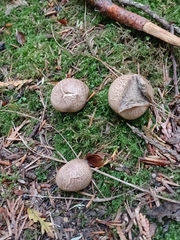 Apioperdon pyriforme