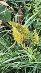 Solidago speciosa
