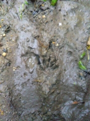 Procyon cancrivorus