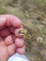 Carpocoris fuscispinus