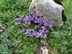 Chaenorhinum origanifolium
