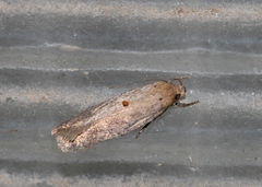 Platyedra subcinerea