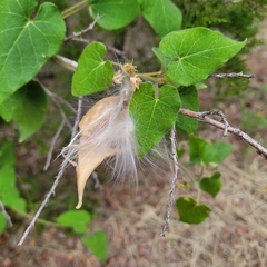 Gonolobinae