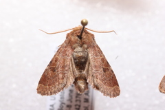 Protorthodes
