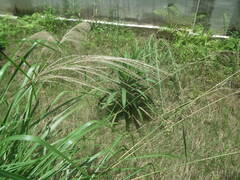 Miscanthus floridulus