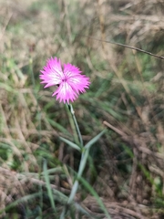 Dianthus seguieri