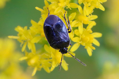 Sehirus cinctus albonotatus