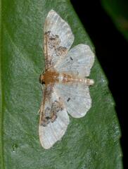 Idaea rusticata