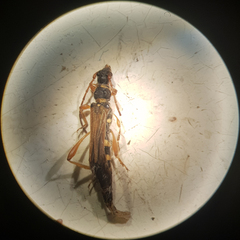 Stenopterus flavicornis