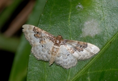Idaea rusticata