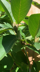 Magnolia × soulangeana