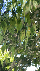 Celtis australis