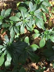 Euphorbia amygdaloides