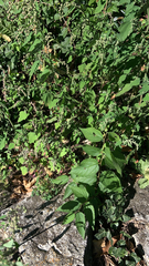Chenopodium album