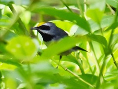 Vermivora chrysoptera