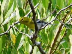 Vireo flavifrons