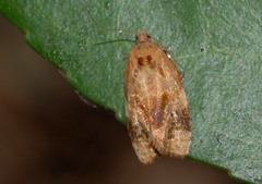 Ditula angustiorana