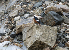 Phoenicurus erythrogastrus