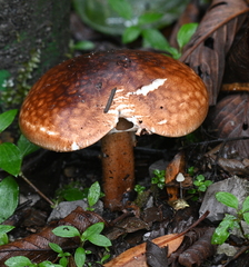 Echinoderma hemisclerum