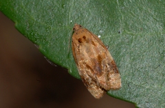 Ditula angustiorana
