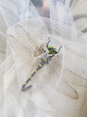 Cordulegaster bidentata