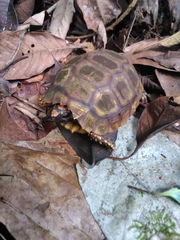 Chelonoidis denticulatus