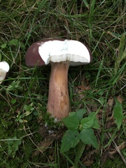 Tylopilus rubrobrunneus image