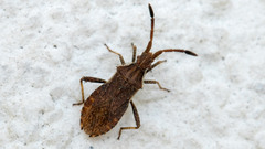 Coriomeris denticulatus