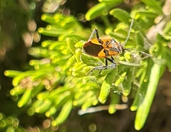 Corizus hyoscyami