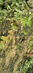 Buxbaumia viridis