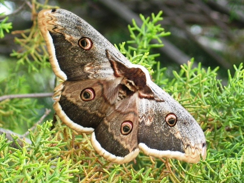 Veliko noćno paunče (Saturnia pyri)